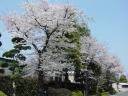 浦高桜1