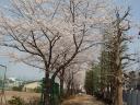 浦高桜2